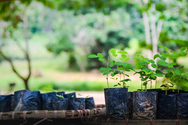 A lush green forest thriving after restoration efforts.